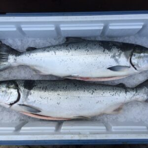 Coho Salmon by the pound